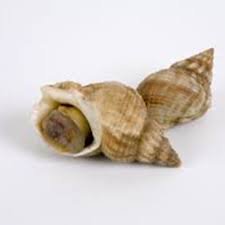 Live Whelks