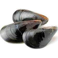 Live Porthilly Mussels