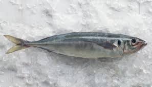 Mackerel