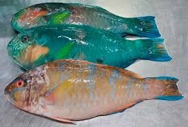 Parrot Fish (Whole)