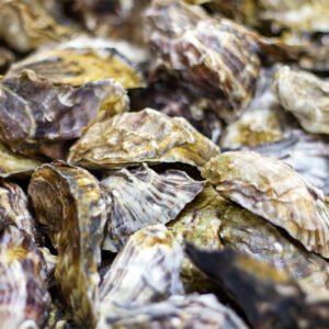 Live Porthilly Cornish Oysters